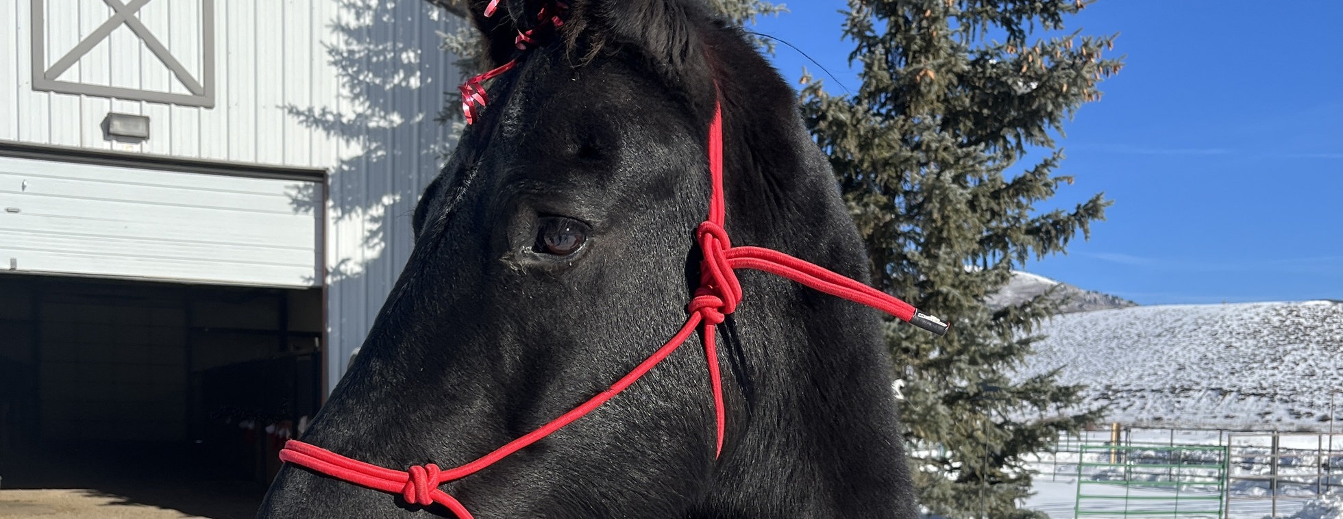 Thanksgiving pony rides